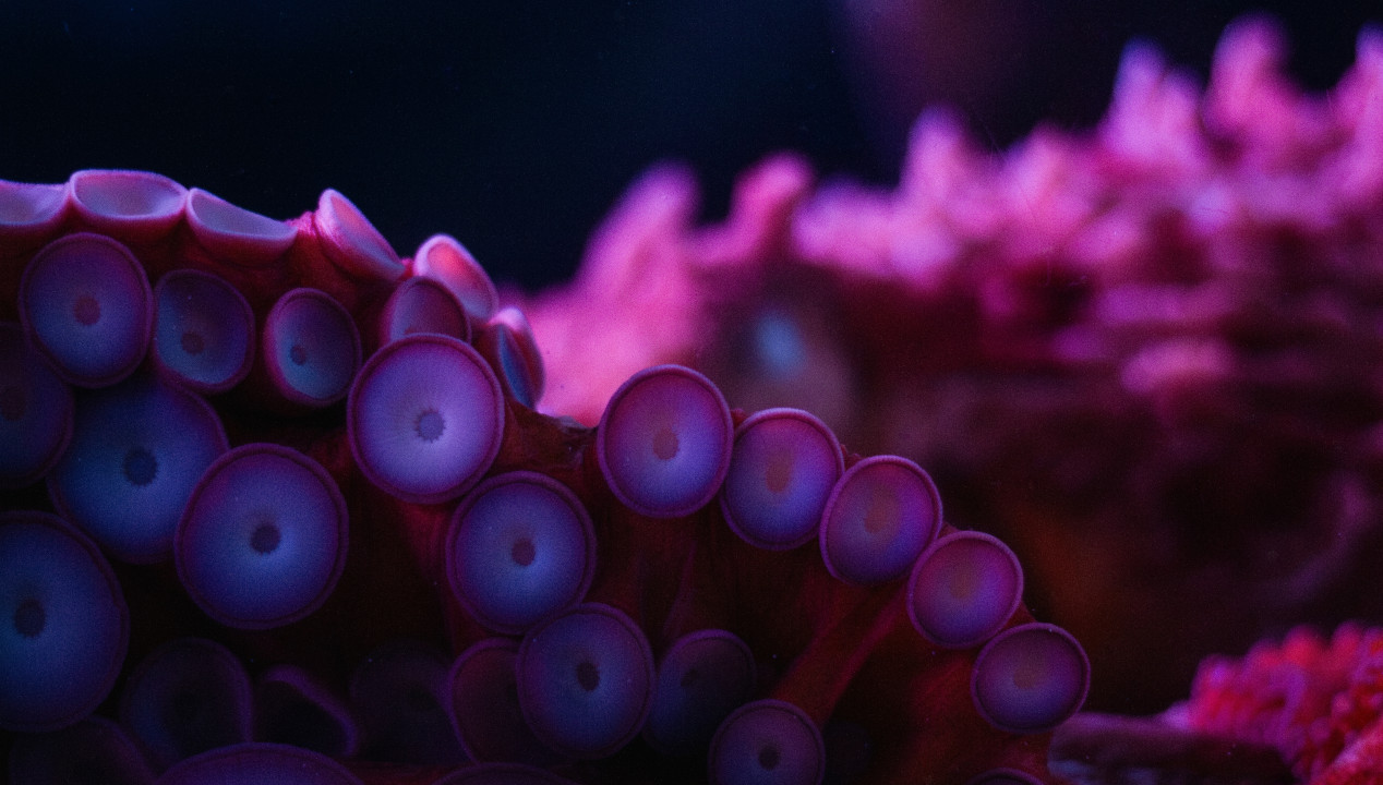 Tentacle Porn, Artikelbild