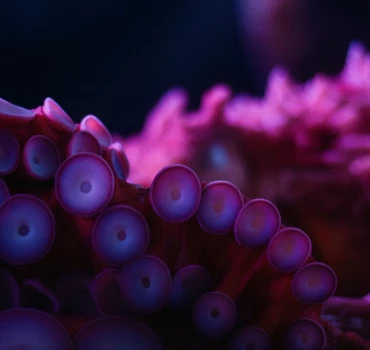 Tentacle Porn, Artikelbild